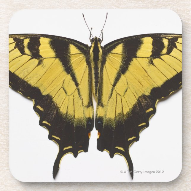 Porta-copo Borboleta ocidental de Swallowtail do tigre (Frente)