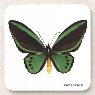 Porta-copo Borboleta verde de Birdwing