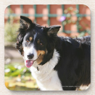 Porta-copo Border collie que arfa 1