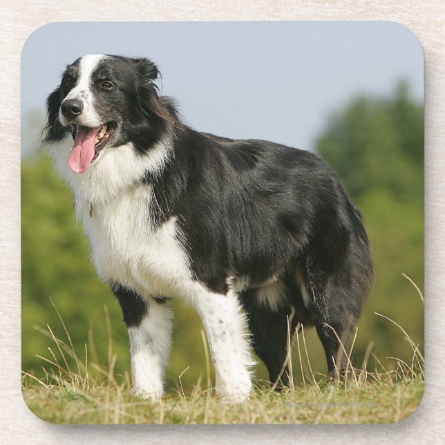 Porta-copo Border collie que arfa estar (Frente)