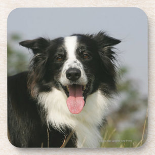 Porta-copo Border collie que arfa o Headshot 1