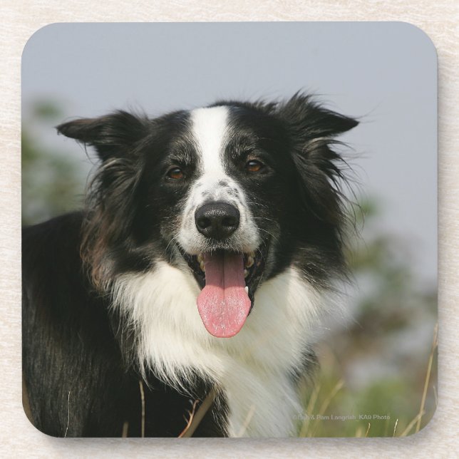 Porta-copo Border collie que arfa o Headshot 1 (Frente)