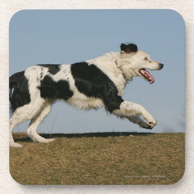 Porta-copo Border collie que funciona 2 (Frente)