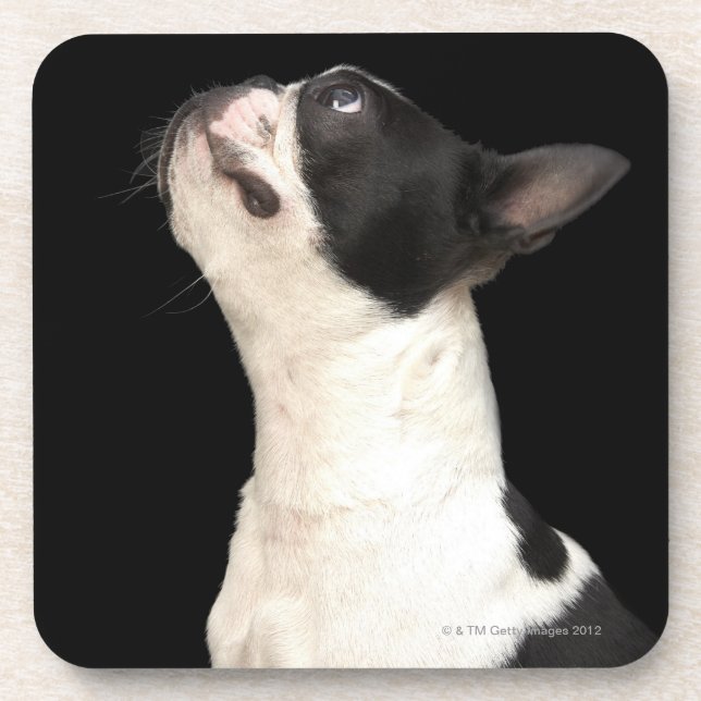 Porta-copo Boston preto e branco Terrier que olha acima (Frente)