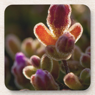 Porta-copo Botão de Flor Suculenta Colorida Iluminada Com Aro