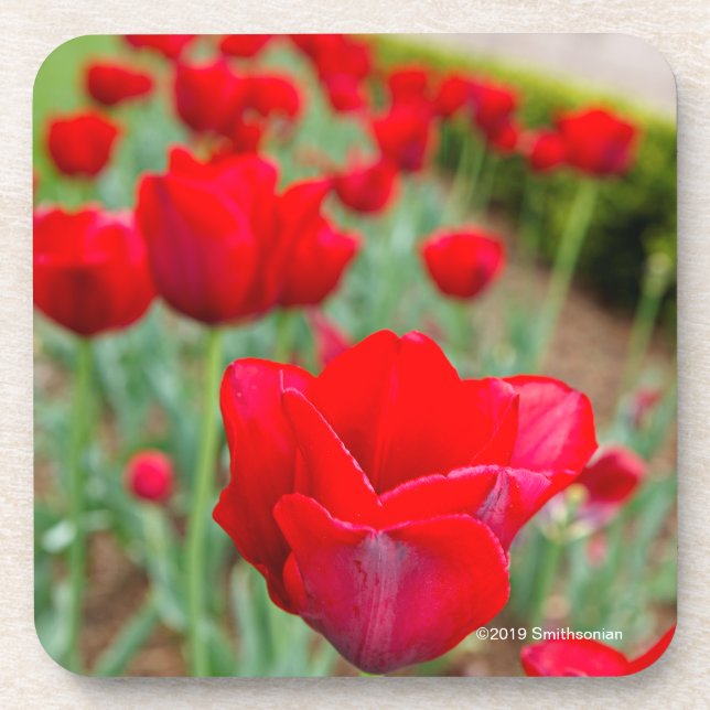 Porta-copo Bulbos de Haupt, Fim-acima (Frente)