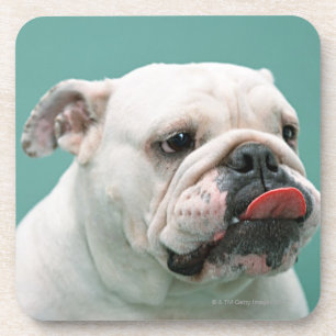 Porta-copo Buldogue