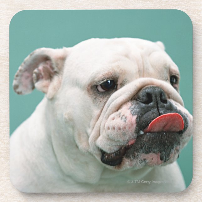 Porta-copo Buldogue (Frente)