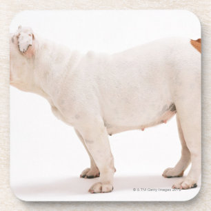 Porta-copo Buldogue