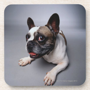 Porta-copo Buldogue francês