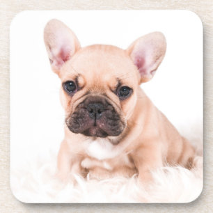 Porta-copo Buldogue francês