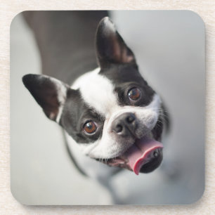 Porta-copo Buldogue francês das imagens de Getty