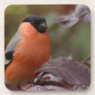 Porta-copo Bull Finch