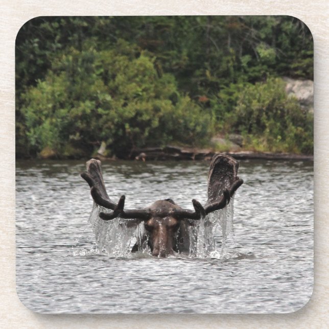 Porta-copo Bull Moose (Frente)