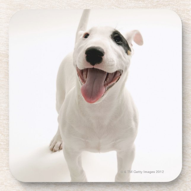 Porta-copo Bull terrier alegre (Frente)