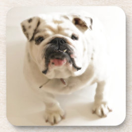 Porta-copo Bulldog Muito Bonito