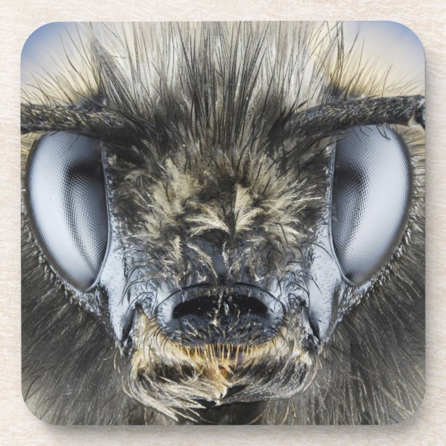 Porta-copo Cabeça do zangão (Frente)