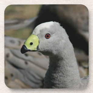 Porta-copo Cabo Barren Goose Australiano