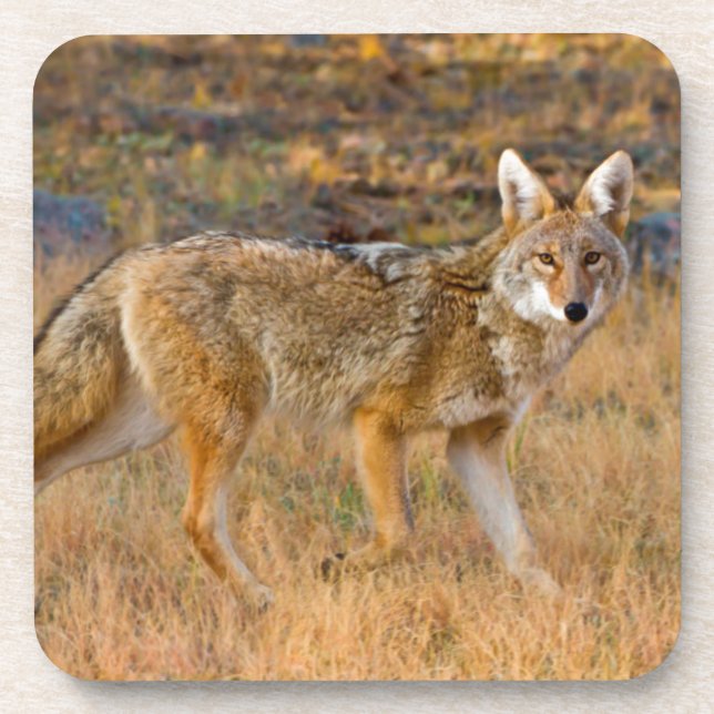 Porta-copo Caça ao coiote (Canis Latrans) (Frente)