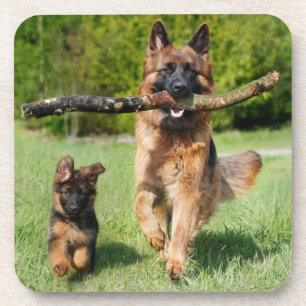 Porta-copo Cachorro fluffy German shepherd e Puppy de cabelo
