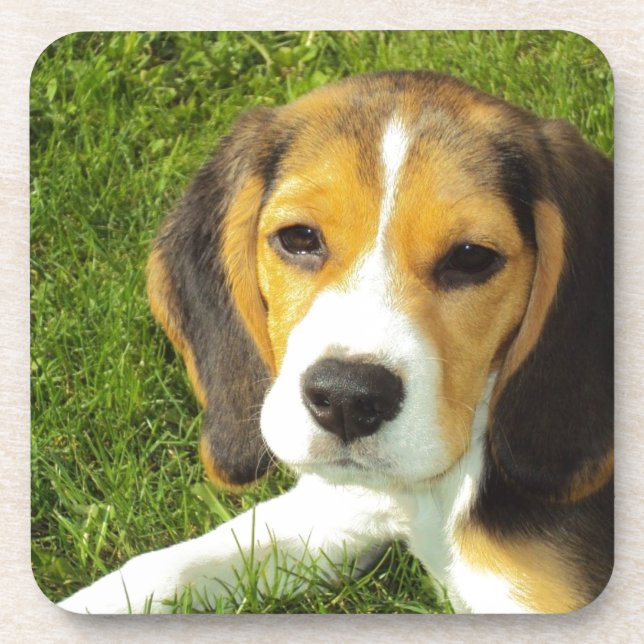 Porta-copo Cachorro Gelado (Frente)