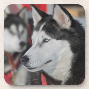 Porta-copo Cachorro Husky antes de uma corrida, Canadá