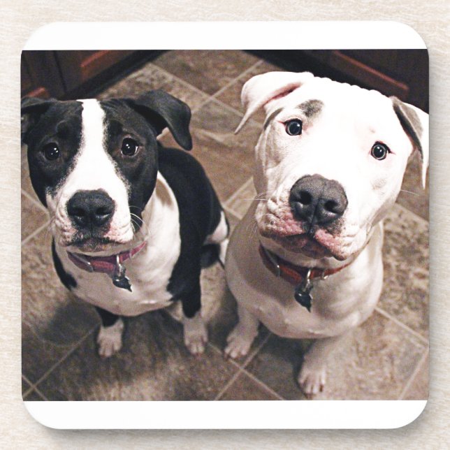 Porta-copo cachorros pitbull adoráveis (Frente)