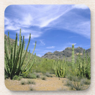 Porta-copo Cacto do deserto no Monumento Nacional Organ Pipe,