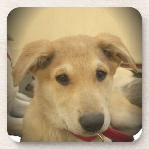 Porta-copo Cães fofos e cachorrinhos segundo melhor amigo do