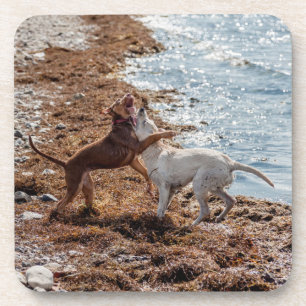 Porta-copo Cães na praia
