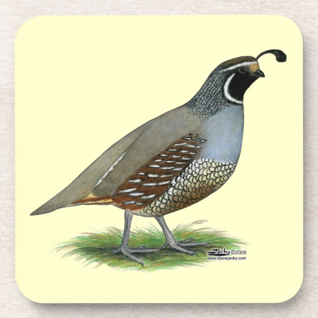 Porta-copo California Valley Quail (Frente)