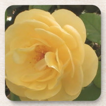 Camélia amarela de florescência