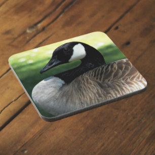 Porta-copo Canadá: Goose Wildlife Photo