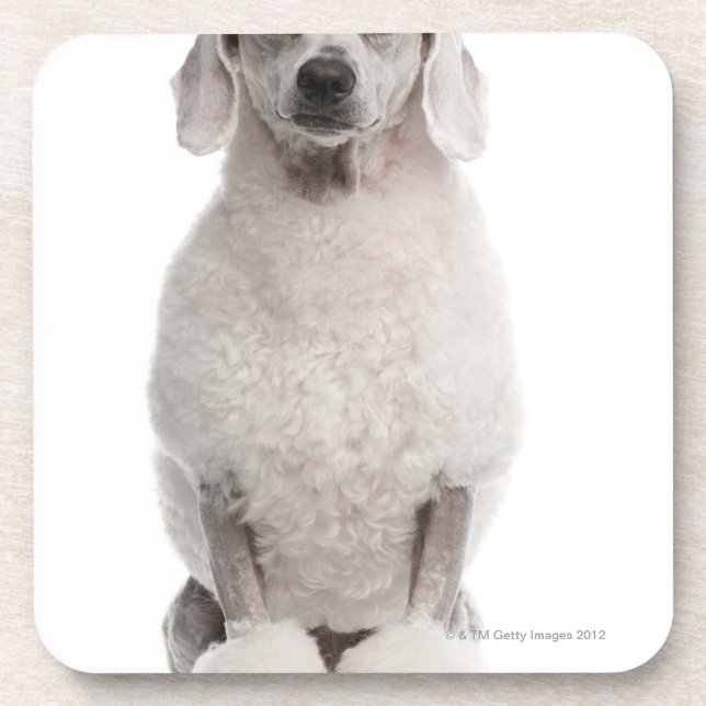Porta-copo Caniche (bebê de um ano) (Frente)