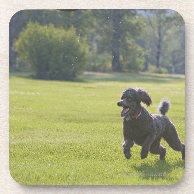 Porta-copo Caniche que joga o frisbee (Frente)
