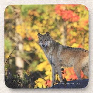 Porta-copo Canis lupus.order do lobo cinzento: