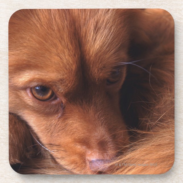 Porta-copo cão (Frente)