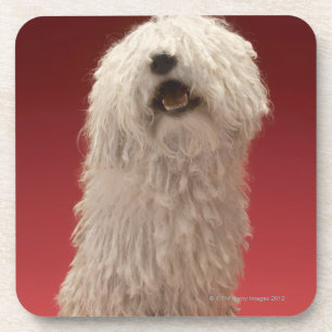 Porta-copo Cão bonito de Komondor