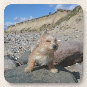Porta-copo Cão bonito na praia