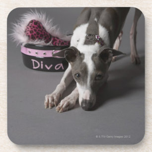 Porta-copo Cão com bacia da diva, assoalho sniffing