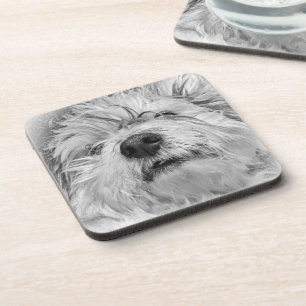 Porta-copo Cão Coton de Tulear