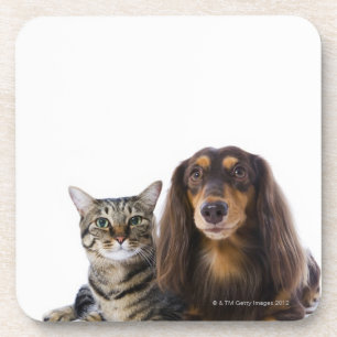 Porta-copo Cão (Dachshund) e gato (gato japonês) no branco