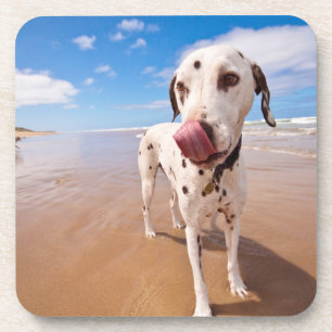 Porta-copo Cão Dalmatian na praia