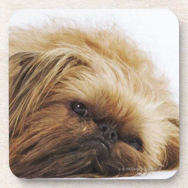Porta-copo Cão de Pekingese, fim acima (Frente)