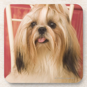 Porta-copo Cão de Shih-tzu