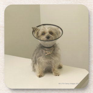 Porta-copo Cão de Terrier que veste o colar protetor