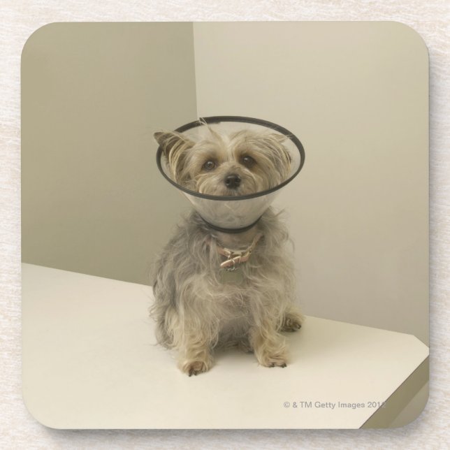 Porta-copo Cão de Terrier que veste o colar protetor (Frente)