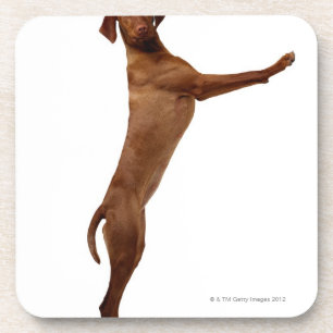 Porta-copo Cão de Vizsla