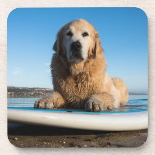Porta-copo Cão do golden retriever que coloca em um conselho