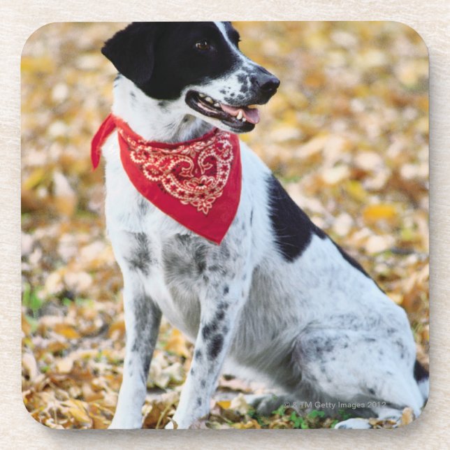 Porta-copo Cão do outono (Frente)